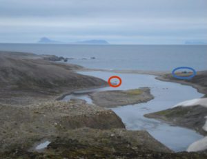 A polar bear that just past a few tents, luckily without showing any interest, straight heading towards, who knows… (credits: Anouk Vlug)