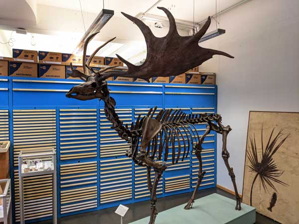 Die Geowissenschaftliche Sammlung umfasst Fossilien, Gesteine, Mineralien und Molluskenschalen. Sie basiert auf der ehemaligen Sammlung des Überseemuseums und wird seit 1994 am Fachbereich Geowissenschaften betreut und stetig erweitert.