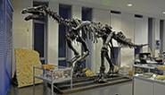 Iguanodon