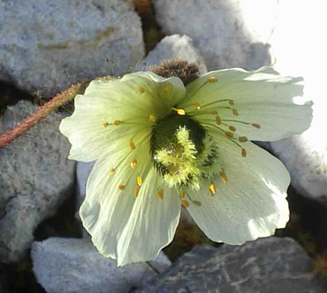 Reindeer rose: national flower of Svalbard