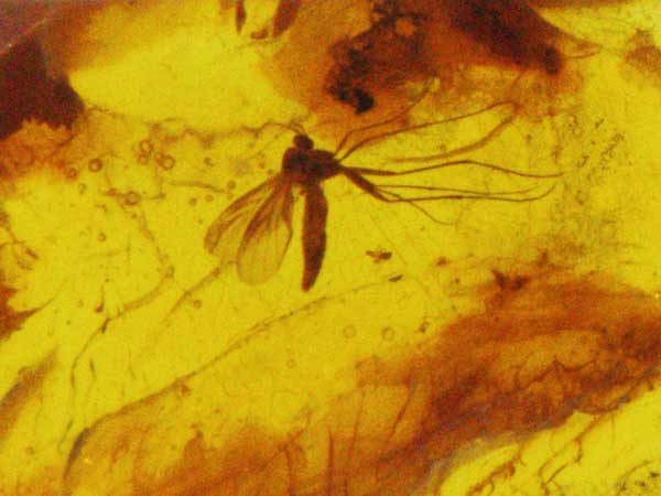 Gremienabgeortnete am Fachbereich